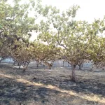 tournan-seguela-une-centaine-d-hectares-d-anacardes-et-des-habitations-ravagees-par-un-incendie-devastateur