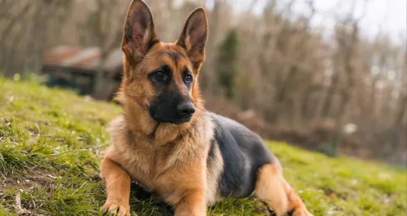 animal-de-compagnie-la-solution-miracle-pour-eliminer-les-odeurs-de-chien-en-un-clin-d-oeil