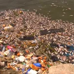 mysterieuse-mortalite-des-poissons-a-abia-koumassi-les-experts-devoilent-les-causes