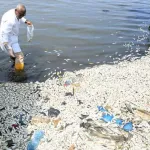 baie-de-bietry-mortalite-brusque-de-poissons-les-causes-connues-suspension-temporaire-de-la-peche