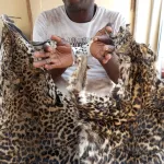 cote-d-ivoire-un-presume-trafiquant-d-animaux-interpelle-avec-2-peaux-de-pantheres-a-soubre