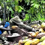 prix-record-du-cacao-cote-d-ivoire-vs-cameroun-les-raisons-d-un-decalage