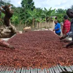 nouveau-record-le-cacao-frole-les-6-millions-de-fcfa-la-tonne