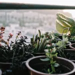 plantes-vertes-ces-4-astuces-secretes-vont-donner-un-nouveau-souffle-a-vos-plantes