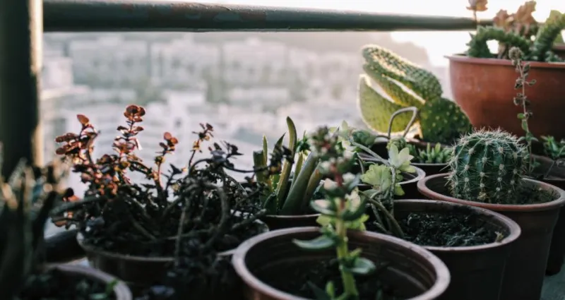 plantes-vertes-ces-4-astuces-secretes-vont-donner-un-nouveau-souffle-a-vos-plantes