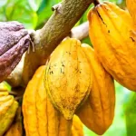 hausse-du-prix-du-cacao-des-acteurs-de-la-filiere-se-rejouissent-mais-maintiennent-la-pression
