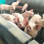 daloa-un-virus-de-la-peste-porcine-declare-a-bateguedia-le-gouvernement-prend-des-mesures