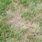 jardin-5-secrets-pour-reveiller-votre-pelouse-dessechee