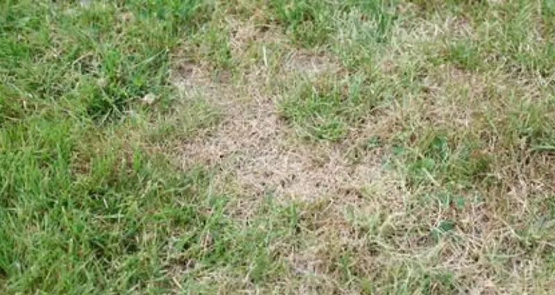 jardin-5-secrets-pour-reveiller-votre-pelouse-dessechee