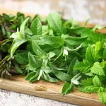 menthe-fraiche-5-astuces-secrets-pour-conserver-votre-menthe-fraiche