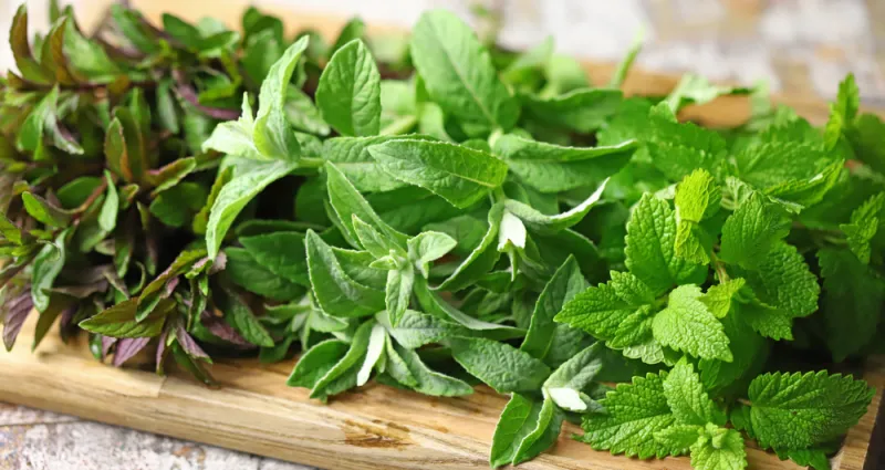 menthe-fraiche-5-astuces-secrets-pour-conserver-votre-menthe-fraiche