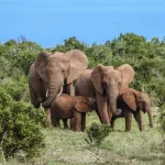 binao-des-elephants-envahissent-les-plantations-et-detruisent-tout-sur-leur-passage