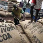 marche-du-cacao-les-prix-chutent-apres-une-hausse-fulgurante