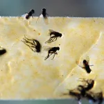 mouches-decouvrez-le-secret-surprenant-pour-eloigner-les-mouches-de-votre-maison