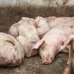 alerte-a-la-peste-porcine-africaine-en-cote-d-ivoire-des-foyers-decouverts-a-songon-et-bouafle