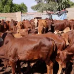 ouangolo-50-boeufs-voles-a-kaouara-17-tetes-retrouvees-a-l-abattoir-de-korhogo