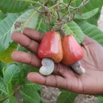 diversification-de-filiere-vers-le-developpement-de-nouvelles-varietes-d-anacarde-en-cote-d-ivoire