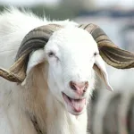 fete-de-l-aid-el-kebir-la-tabaski-2024-sera-celebree-ce-dimanche-16-juin