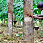 filiere-hevea-les-exportateurs-crient-a-l-injustice