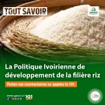 tout-savoir-sur-l-aderiz-devoile-la-politique-de-l-etat-ivoirien-pour-le-developpement-de-la-riziculture