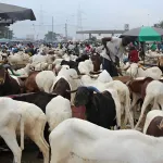 abattoir-de-port-bouet-les-marchands-de-betail-d-abidjan-en-greve-suite-a-une-decision-de-cisse-bacongo