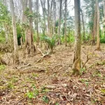 dassioko-les-fossoyeurs-de-la-foret-classee-de-bolo-recherches-par-le-patron-de-l-unite-de-gestion-forestiere