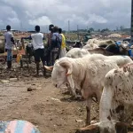 site-du-nouveau-parc-a-betail-les-acteurs-de-la-filiere-mettent-en-lumiere-les-difficultes-vecues-sur-le-terrain