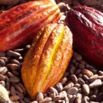 industrie-du-cacao-une-penurie-mondiale-imminente-de-439-000-tonnes