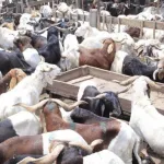 a-peine-delocalise-un-drame-se-signale-au-nouveau-parc-a-betail-d-adjame-une-loi-en-cours-contre-l-opposition