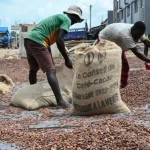 cafe-cacao-pisteurs-et-acheteurs-bientot-exclus-de-la-chaine-d-approvisionnement