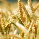 international-le-maroc-occupe-le-6e-rang-des-meilleurs-exportateurs-de-ble-sur-l-echelle-mondiale