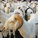 tribunal-correctionnel-de-tiassale-deux-jeunes-condamnes-pour-vol-de-moutons