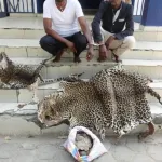 man-un-presume-trafiquant-d-animaux-interpelle-avec-2-peaux-de-pantheres-defere-a-abidjan