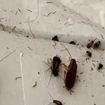 cafards-decouvrez-le-melange-secret-en-deux-etapes-pour-les-eliminer-de-votre-maison