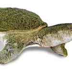 une-decouverte-etonnante-les-tortues-a-carapace-molle-de-chine-urinent-par-la-bouche