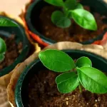 jardin-5-astuces-pour-transformez-vos-dechets-de-fruits-en-magnifiques-plantes