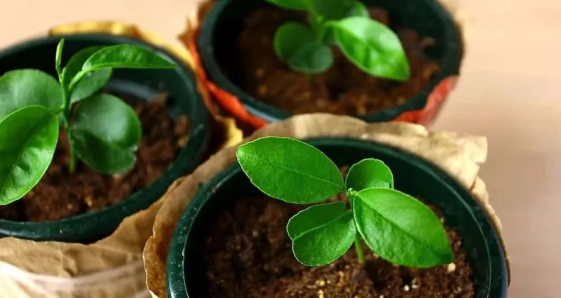 jardin-5-astuces-pour-transformez-vos-dechets-de-fruits-en-magnifiques-plantes