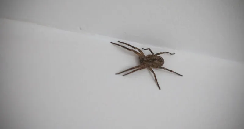 araignee-adoptez-ces-7-astuces-naturelles-pour-les-combattre-sans-produits-chimiques