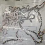 fait-insolite-un-homme-interpelle-par-la-douane-chinoise-avec-plus-de-104-serpents-dans-le-pantalon