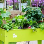 jardinage-transformez-votre-balcon-en-verger-enchante-avec-ces-4-arbres-fruitiers-miniatures