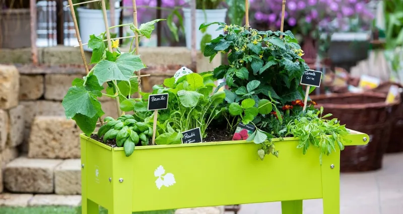 jardinage-transformez-votre-balcon-en-verger-enchante-avec-ces-4-arbres-fruitiers-miniatures
