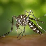 dengue-et-chikungunya-le-moustique-tigre-une-menace-pour-les-jo-de-paris-2024