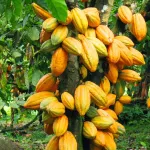 ghana-le-secteur-du-cacao-enregistre-des-benefices-record-grace-a-une-restructuration-de-la-dette