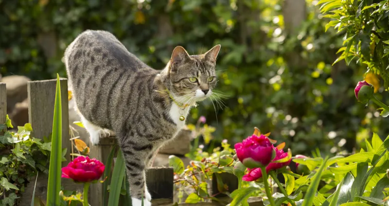 plantes-vertes-comment-proteger-vos-plantes-vertes-des-attentions-indesirables-de-votre-chat