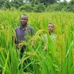 cote-d-ivoire-transformation-de-riz-dix-10-usines-bientot-installees-pour-revolutionner-la-filiere