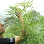 royaume-cherifien-explosion-des-licences-de-culture-du-cannabis-au-maroc-en-2024