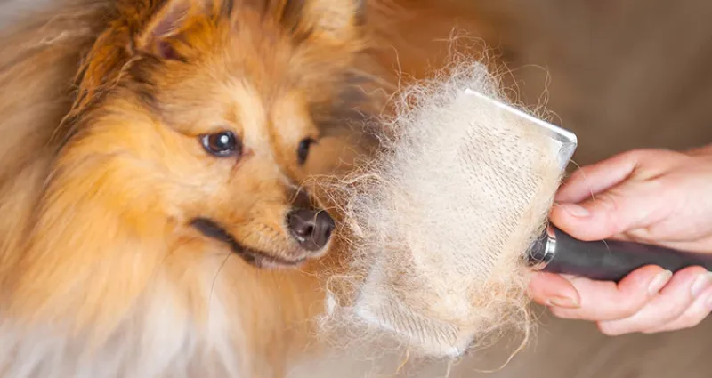 limitez-la-perte-de-poils-chez-votre-animal-une-astuce-simple-et-efficace