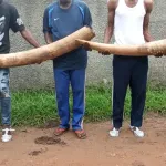 duekoue-5-presumes-trafiquants-d-animaux-interpelles-avec-2-defenses-d-elephants-de-pres-de-60-kg