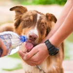 canicule-comment-proteger-votre-chien-de-la-chaleur-intense
