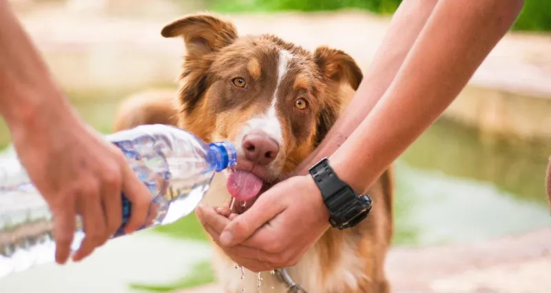 canicule-comment-proteger-votre-chien-de-la-chaleur-intense